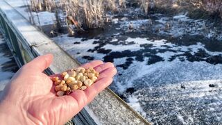The boardwalk was slippery this morning! The Queen, a Northern Cardinal, slips a bit on her last hop…2023