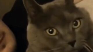 The funniest videos in history