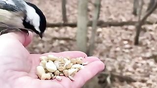 Hand-feeding Birds in Slow Mo - Black-capped Chickadee, Whit…2023
