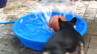 Funny dog