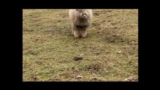 Funny animals