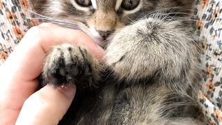 Kitty Paw massage