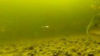 Поклевка крупного горбаня. Реальная рыбалка на окуня