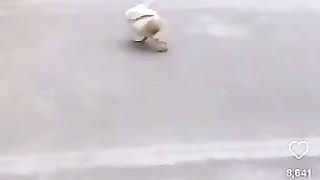 Duck walk