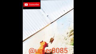 The Best DOG Videos of 2022 ???? Hilarious Dogs Compilation! ????