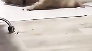 Dog_head_banging