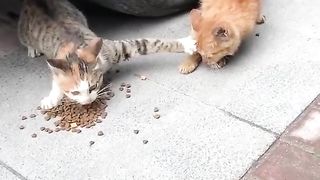 Don't you dare come near my food!