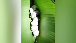 Top 10 cute animals in The World