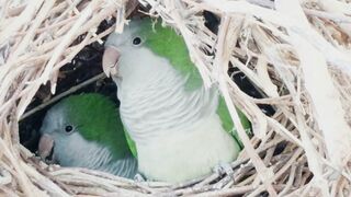Nature’s Beauty | Birds | Parrot | macaw | Cockatoo | Ringneck