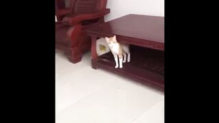 UNUSUAL MEMES COMPILATION