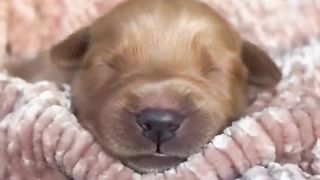 Cute baby animals in the world.
