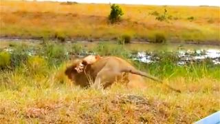 Two lion fight scene