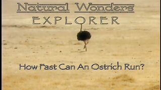 How fast does an Ostrich run