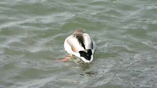 All alone a drake duck