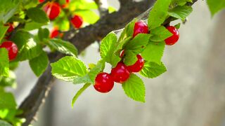 Cherry blossom plant and fruit