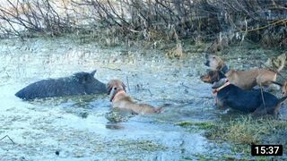 Hunting Feral Hogs with Dogs