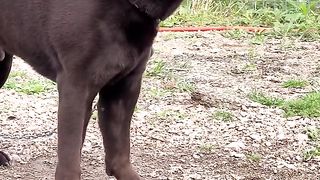 Adestre seu cachorro