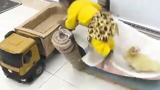 animals home  monkey video song monkeys playing  monkey laughing monkey and trunkkothi  monkey