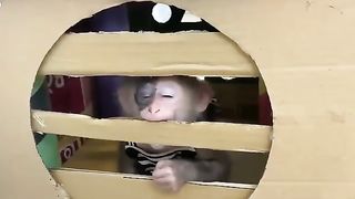 animals home  monkey video song monkeys playing  monkey laughing monkey and trunkkothi  monkey