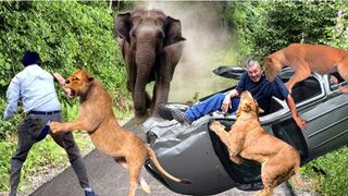 Cruel Chaos! Elephant, Angry Lion Attacks Cars And Tourists Too Brutal| Wild Animals Attack