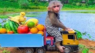 animals home  monkey video song monkeys playing  monkey laughing monkey and trunkkothi  monkey
