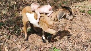 animals home  monkey video song monkeys playing  monkey laughing monkey and trunkkothi  monkey
