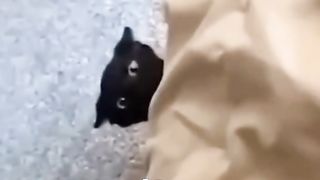 cat video forpof dog pets reu  nice