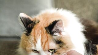Cats videos