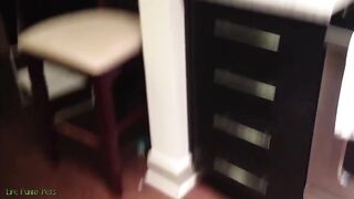Gatos maravilloso