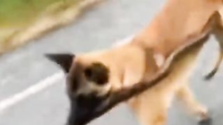 Dog funny