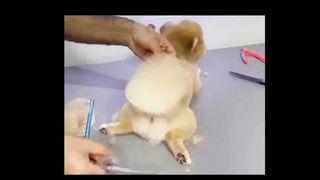 VÍDEO MUITO FOFO