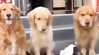 #shorts #love #cute #dog #dogs #cat #viral #cats #animal #animals
