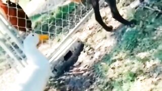 Animales Acróbatas