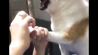 Funniest animals best moments funny videos ????????????????