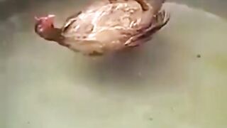 Can a chicken swims?
