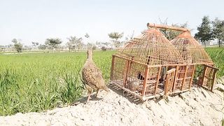 Grey Francolin Sound