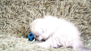 Small cute white kitten playing at football