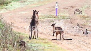 Kangaroos engage in a boxing match fighting along a dirt road in Australia