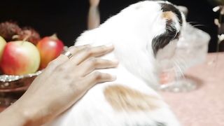 Cute Cat ???? ???? Funny.