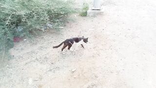 Funny stray cat video