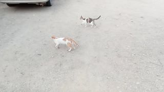 2 funny stray cats guys in the street
