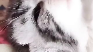 so cute cat