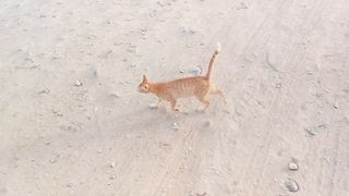 Funny stray cat with orange color