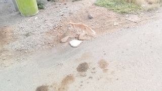 Funny Cat Video Febspot