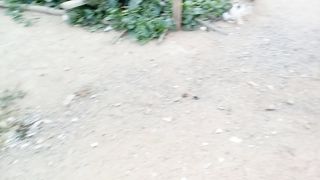 Funny Street Cats Video Febspot