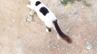 Very funny stray cat guys