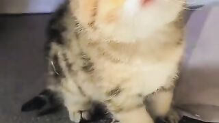 So cute kitten