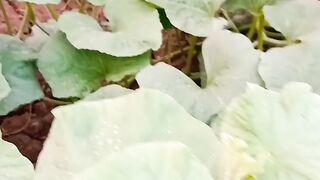 hybrid melon