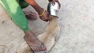 helping shorts very gteat