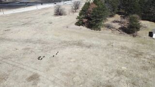 Turkeys bird with Drone